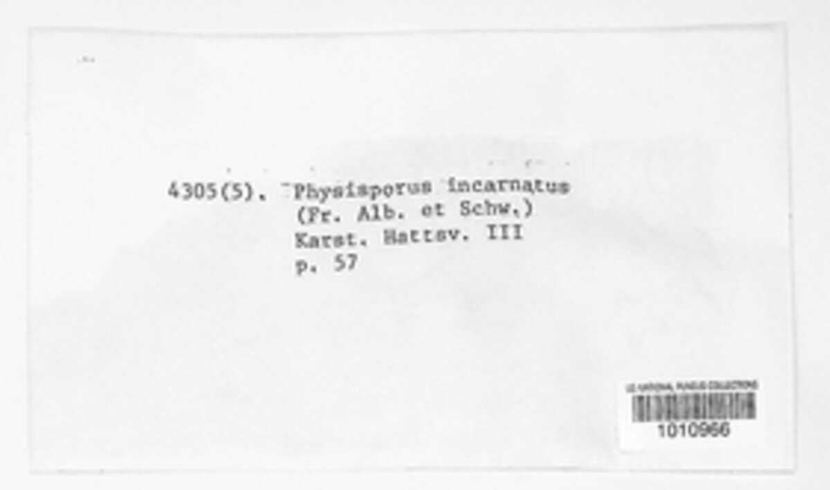 Rhodonia placenta image